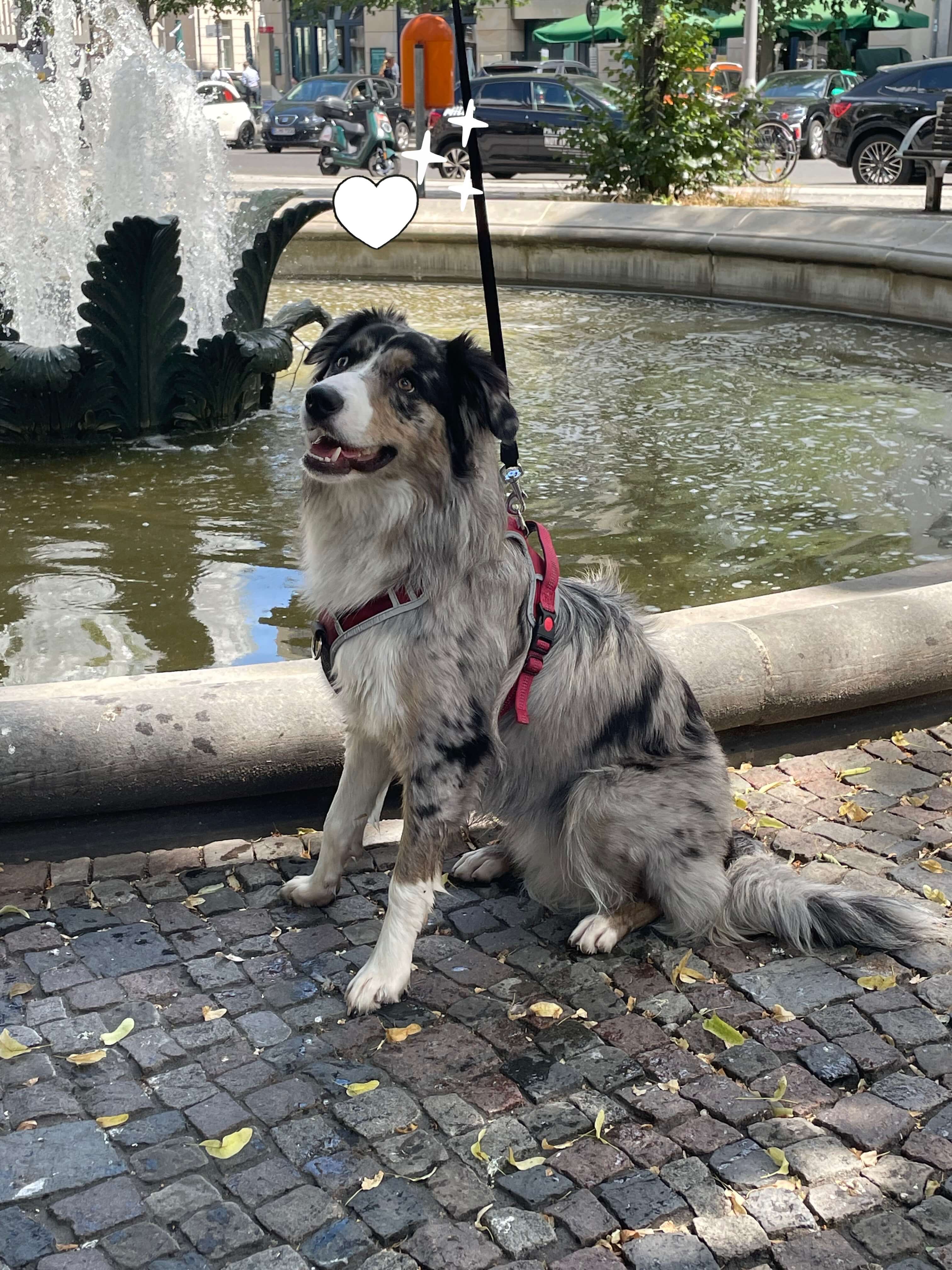 Photo of an Australian Shepherd